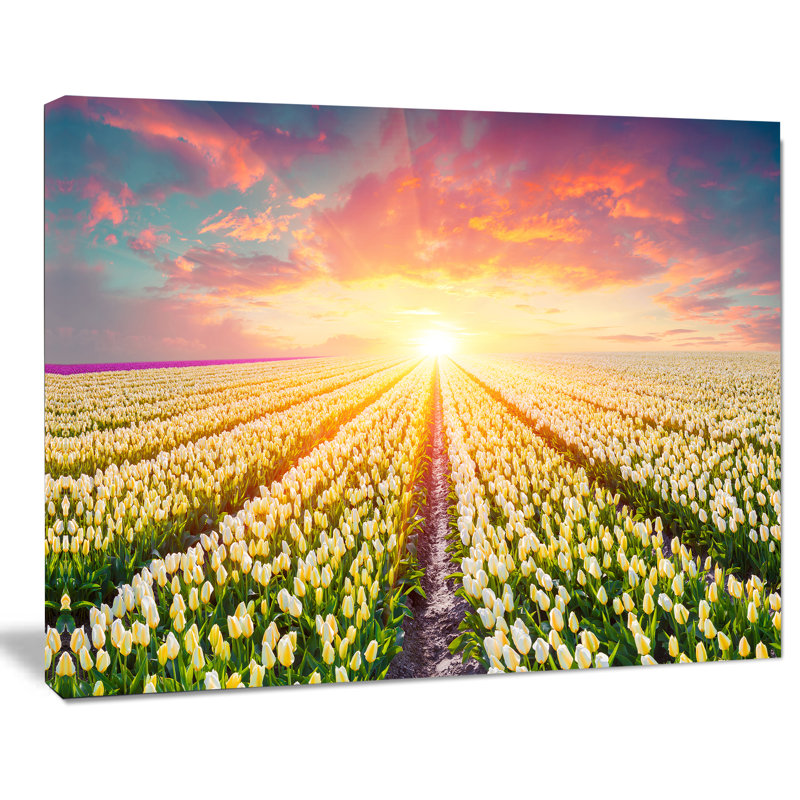 Blooming White Tulips - Reproduction de photo sur toile tendue, H 30 po x l 40 po x P 1 po
