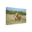 «Climax After the Mating» par Roshkumar, reproduction de photo sur toile tendue-101113454