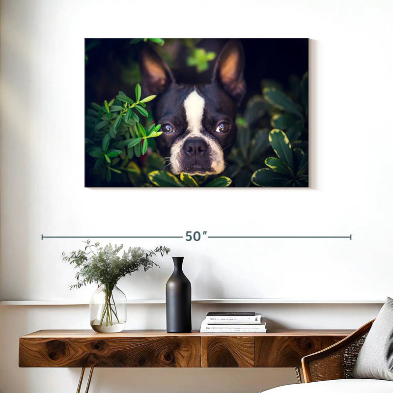 Brampt Boston Terrier Hiding, 24" H x 36" W