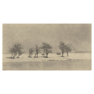 Gnarled-Thorn Trees by Peter Henry Emerson - Giclee Print