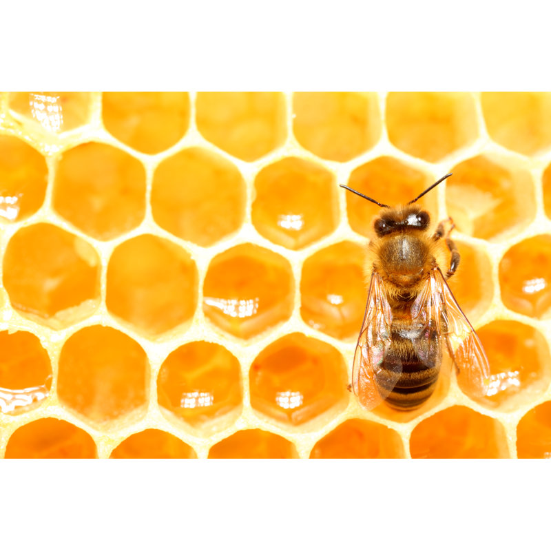 Bee by Antagain - Wrapped Canvas Print