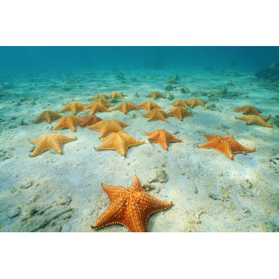 Alcone " Cushion Sea Stars "