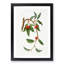 Sour Cherries by Giorgio Gallesio - Picture Frame Painting Print-55618806-55618808