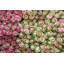 Reproduction d’art sur toile tendue « roses en rose » par jody stuart-17215257