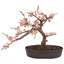Plante bonsai artificielle 15" en pot