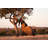 " Elephant Push Marula Tree " by Aoosthuizen-579527736