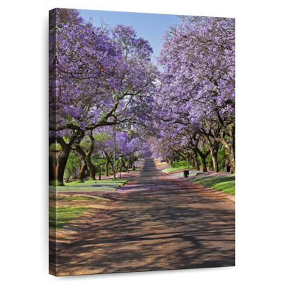 Jacaranda Sireci