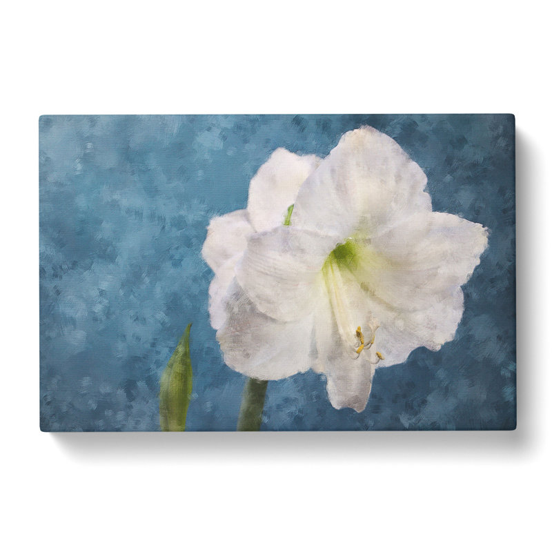 White Amaryllis Flower - Wrapped Canvas, 35cm H x 50cm W x 3cm D