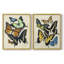 «Collage Butterflies I-Premium», reproduction encadrée prête à accrocher - aucun clou requis - aucun clou requis-346091631-346091625