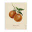 «Orange Fruit Portrait Canvas», conception par Danielle Murray-797624497