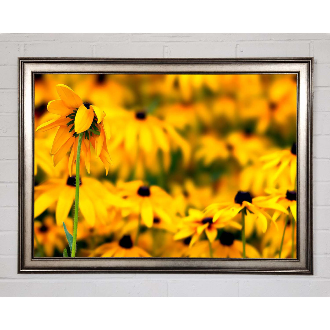 Black Eyed Susan Blumen - Einzelner Bilderrahmen Kunstdrucke