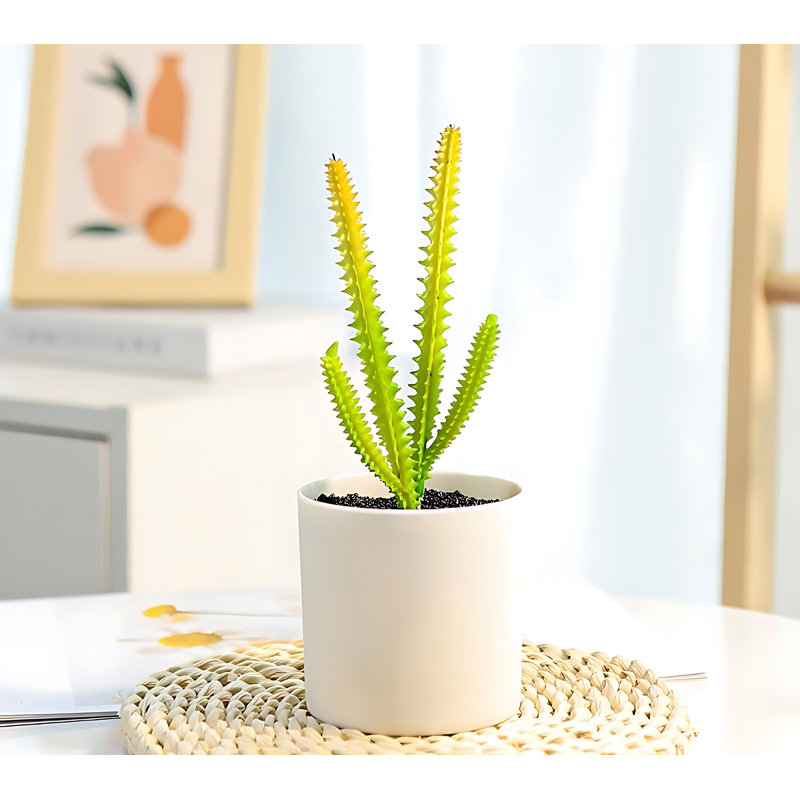 Plante grasse de 7,87 po