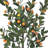 5' Potted Mandarin Orange Tree