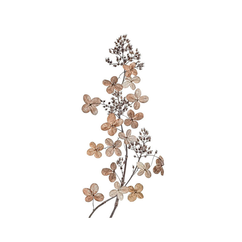 Hydrangea Paniculata 1 Piece Wrapped Canvas Painting, 20.32 cm H x 30.48 cm W