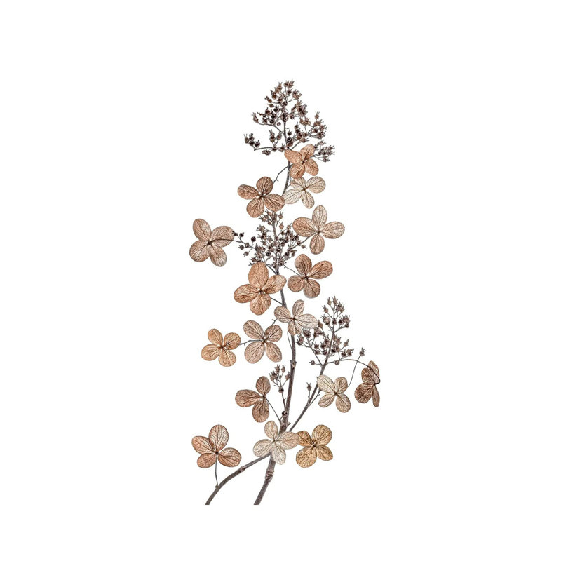 Hydrangea Paniculata by Mandy Disher - Wrapped Canvas Gallery-Wrapped Canvas Giclée, 20.32 cm H x 30.48 cm W