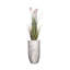 Plante de 68 po