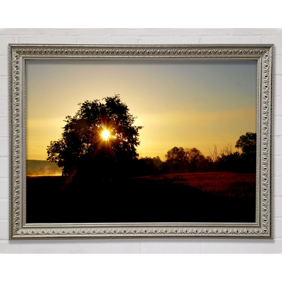 Sonne durchdringt den Baum Gerahmter Druck