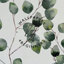Cesiah Eucalyptus Wallpaper