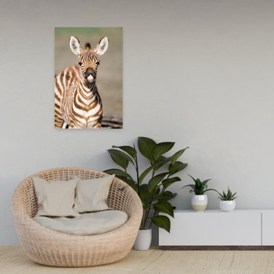 Close-Up Of A Burchell's Zebra Foal Equus Burchelli Ngorongoro Crater Ngorongoro Tanzania Contemporary Zebra Art