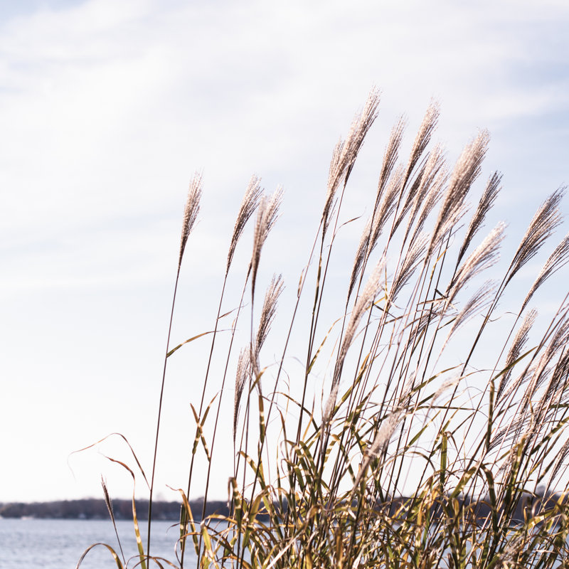 Fall Grasses by Brookview Studio - Wrapped Canvas Square Print, 91cm H x 91cm W