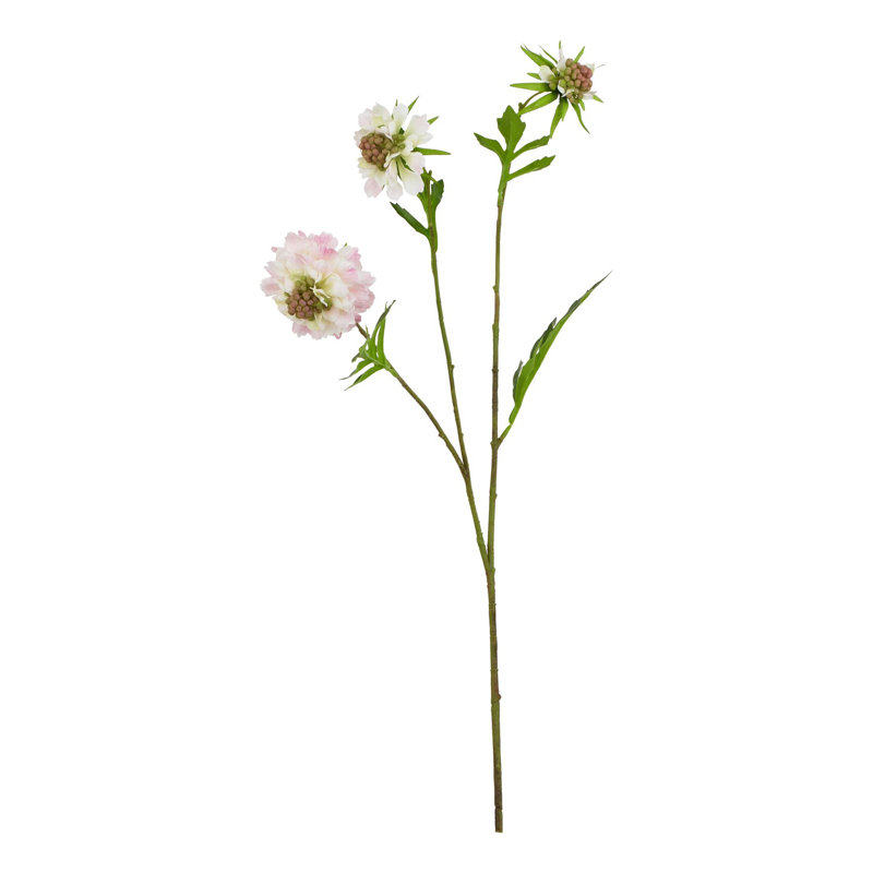 Anastasija Arrangement, Pink