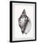 «Elegant Look Shell» par Alexandros, reproduction encadrée-1956250288
