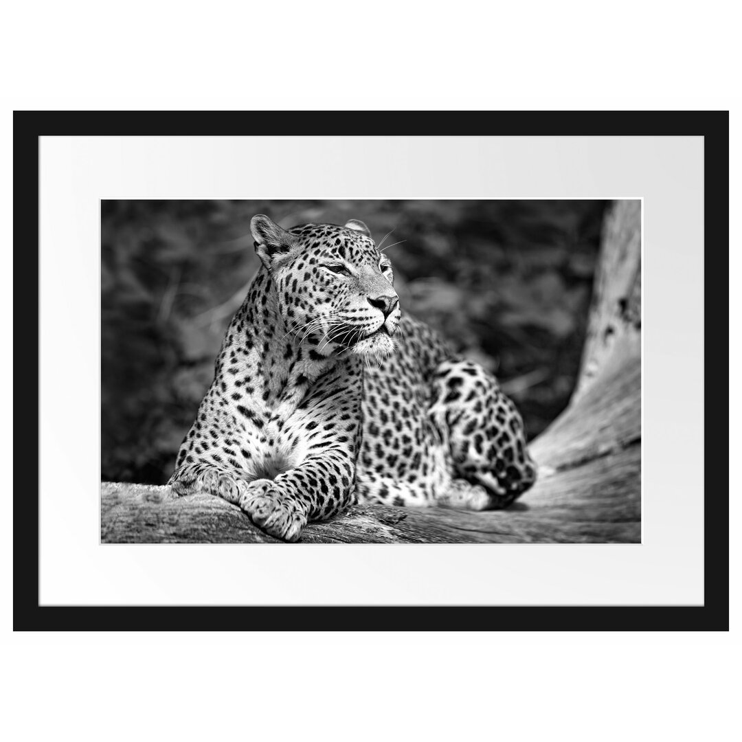 Gerahmtes Poster Leopard in der Natur