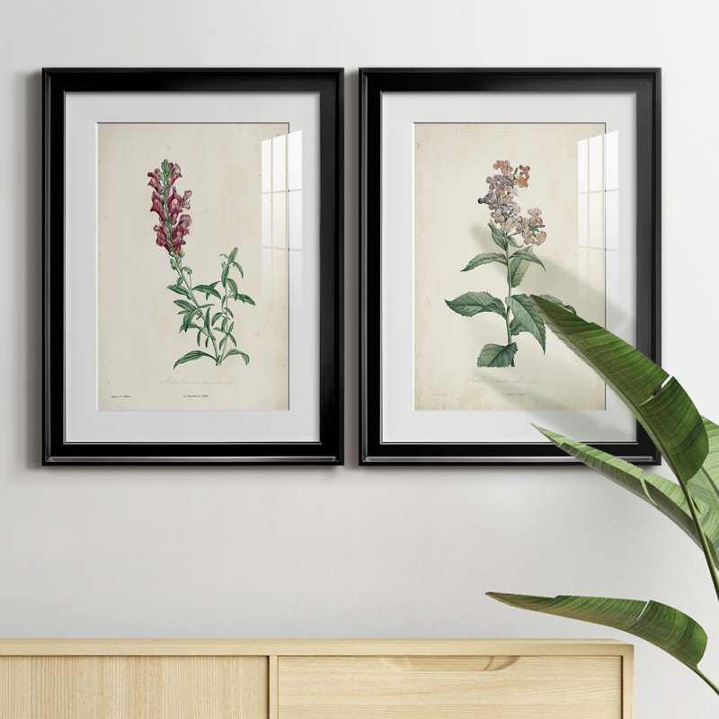 «Traditional Botanical I», reproduction encadrée de qualité supérieure, prête à être accrochée, H 42,5 po x l 61 po x P 1 po