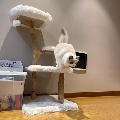 Structure d'escalade à plusieurs niveaux pour chat