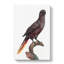 Black Lory by F. Levaillant - Wrapped Canvas-55371761
