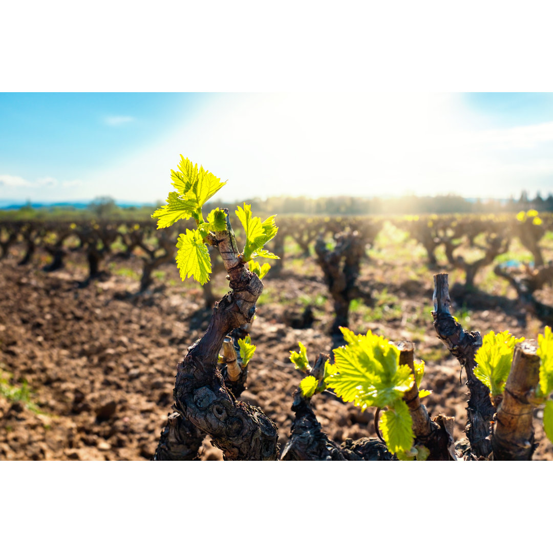 Leinwandbild Young Vineyard Buds Blooming