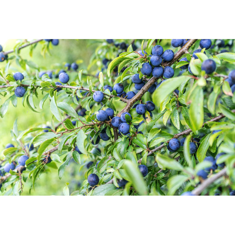 Blackthorn Shrub by Coramueller - Wrapped Canvas Print, 20cm H x 30cm W