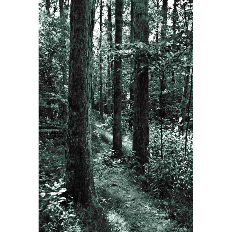 «Black and White Forest», reproduction sur toile tendue, L 12 po x H 18 po