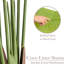 150cm Plant
