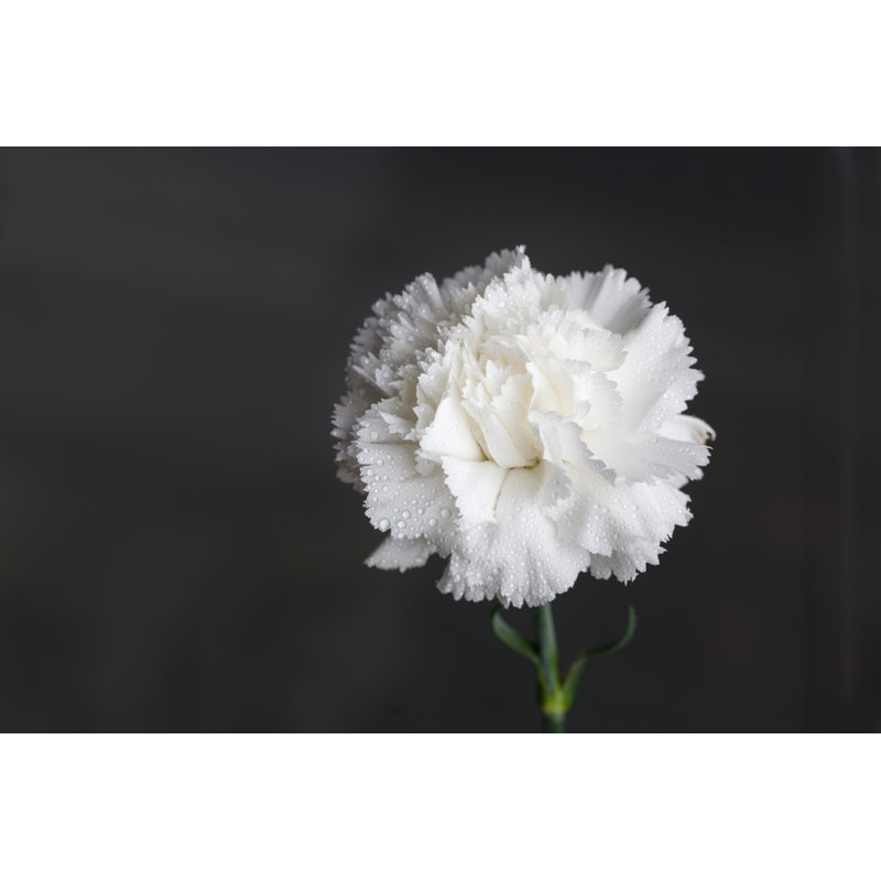Single White Carnation by Jxfzsy, 12" H x 18" W