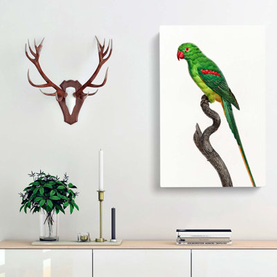 Alexandrine Parakeet - Wrapped Canvas Painting