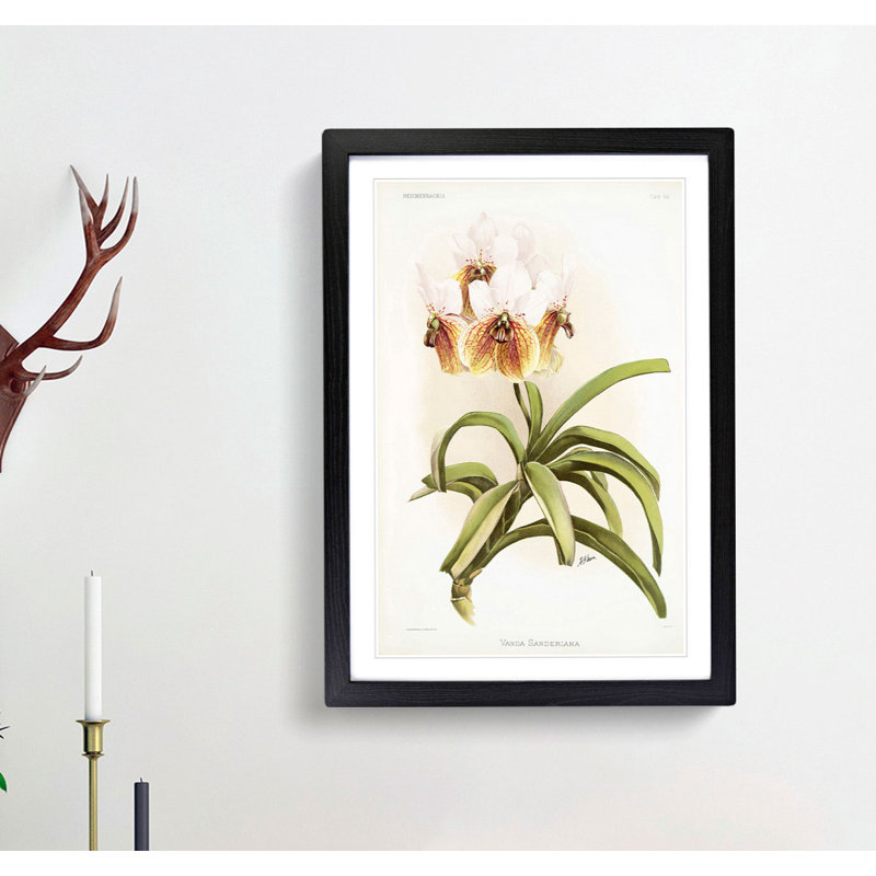 Magnolia Flowers Illustration Tab.62 by Frederick Sander - Picture Frame Art Print, Black, 91cm H x 60cm W x 2cm D