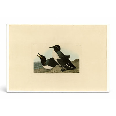 Guillemot fou (plaque CCXV III) - art mural sur toile paysage