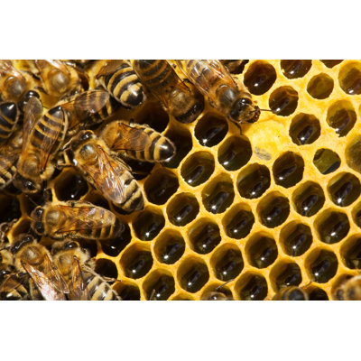 Bees - Wrapped Canvas Print