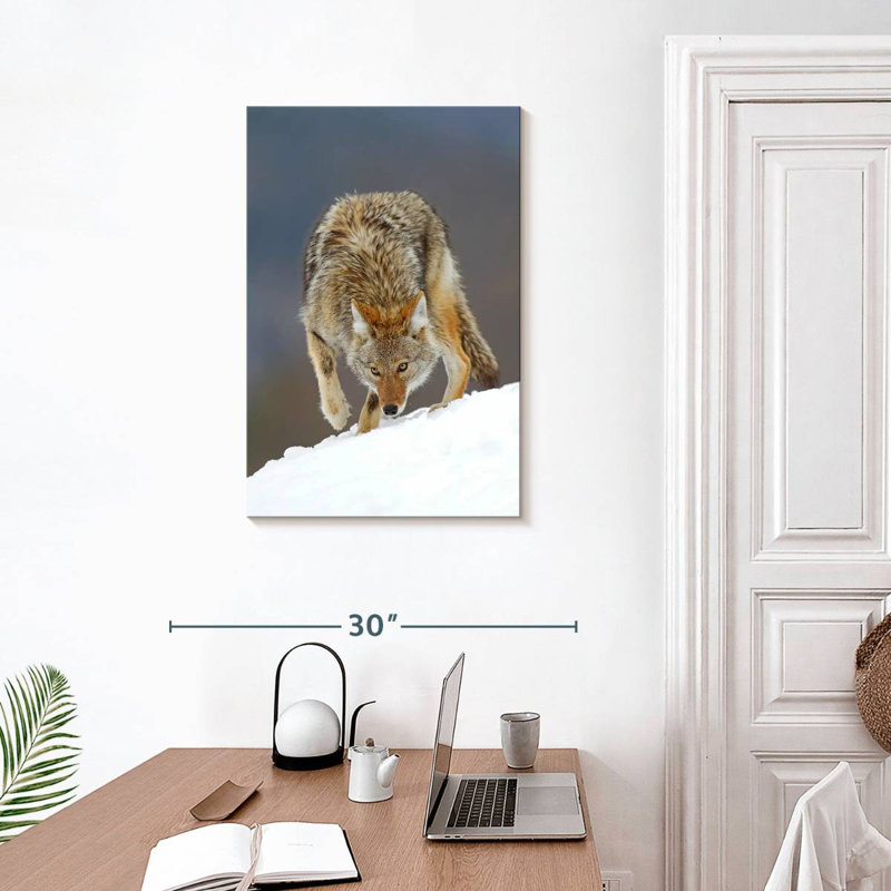 Coyote des neiges
