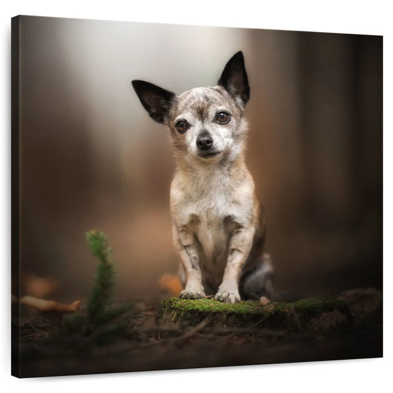 Crowhu Forest Chihuahua, H 20 po x l 20 po