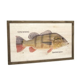 Speckled Pavon Print