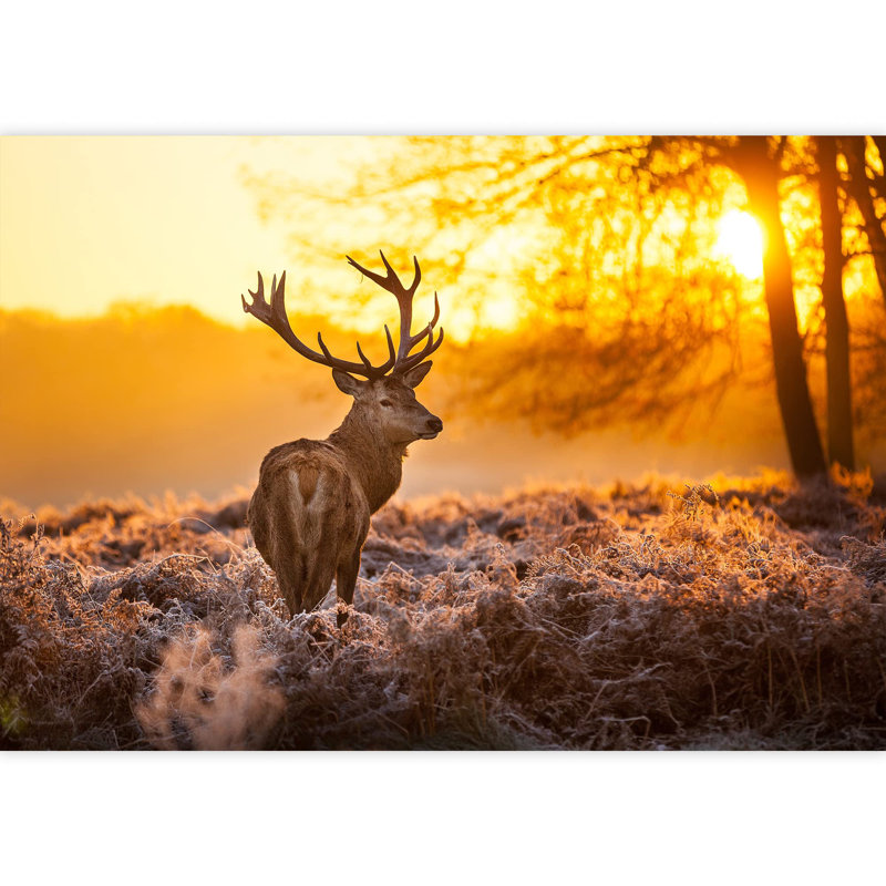 Grand papier peint Red Deer in Morning Sun, L 66 po x l 96 po