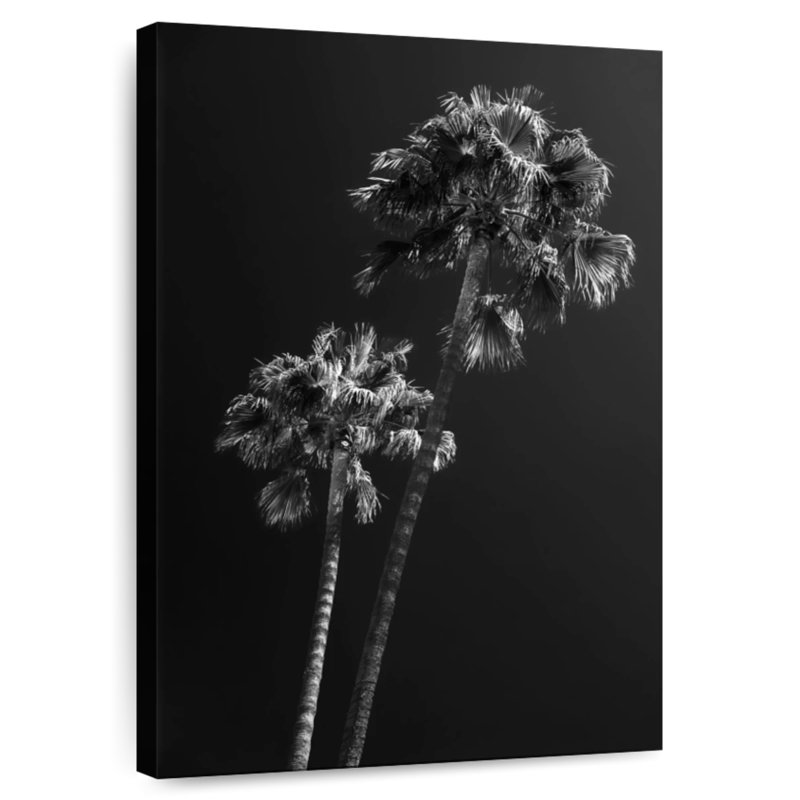 Palmiers noirs de Harnek en Californie, H 36 po x l 24 po