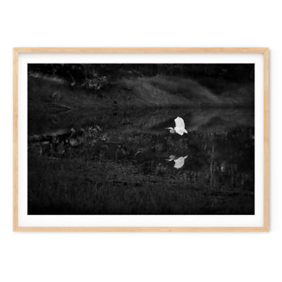 Snowy Egret