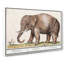 Asian Elephant by A.B. De Boodt - Wrapped Canvas Painting-55316466