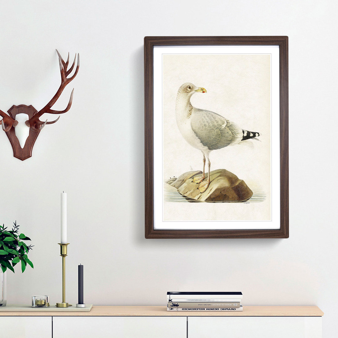 European Herring Gull by Von Wright - Picture Frame Painting Print