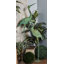 Statue de jardin Louie