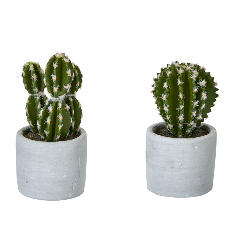 Ensemble de 2 plantes grasses en pot Cactus