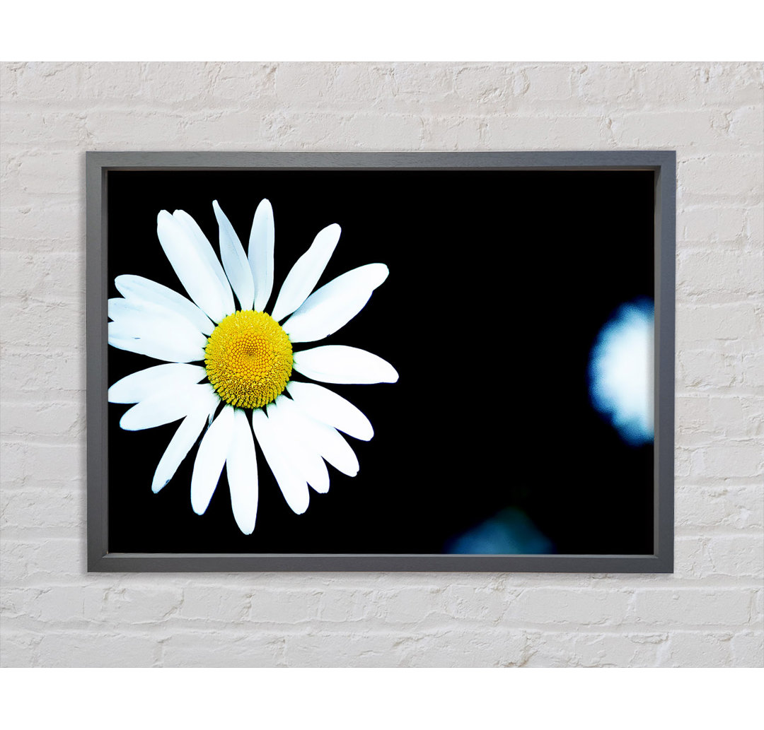 Gerahmtes Leinwandbild Single White Daisy